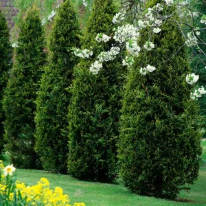 Thuja Occidentalis, Arborvitae, Eastern Arborvitae, Northern White Cedar, Thuja occidentalis f. malonyana, Thuja occidentalis var. fastigiata, Thuja occidentalis var. nigra, Thuja occidentalis var. pyramidalis