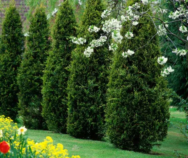 Thuja Occidentalis, Arborvitae, Eastern Arborvitae, Northern White Cedar, Thuja occidentalis f. malonyana, Thuja occidentalis var. fastigiata, Thuja occidentalis var. nigra, Thuja occidentalis var. pyramidalis