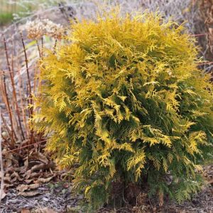 Golden Globe Arborvitae, Thuja Occidentalis 'Globosa Aurea', Globosa Aurea Arborvitae