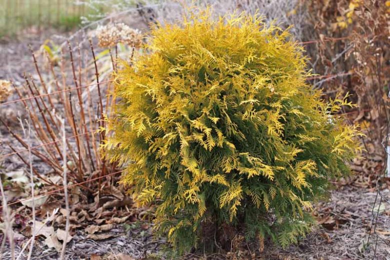 Golden Globe Arborvitae, Thuja Occidentalis 'Globosa Aurea', Globosa Aurea Arborvitae