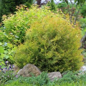 Thuja Occidentalis 'Rheingold', Danica Arborvitae, White Cedar 'Rheingold', Northern White Cedar 'Rheingold', Swamp Cedar 'Rheingold', Thuja occidentalis 'Ellwangeriana Pygmaea Aurea'