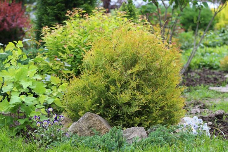 Thuja Occidentalis 'Rheingold', Danica Arborvitae, White Cedar 'Rheingold', Northern White Cedar 'Rheingold', Swamp Cedar 'Rheingold', Thuja occidentalis 'Ellwangeriana Pygmaea Aurea'
