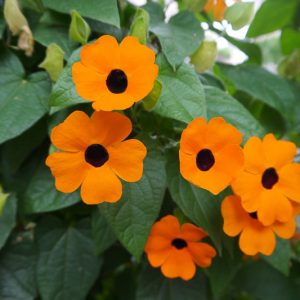 Thunbergia alata, Black-Eyed Susan Vine, Black-Eyed Susan, Black-Eyed Clock Vine,  Winged Clockvine, Orange Vine, Orange Flowers, Orange Climber, Perennial Vines