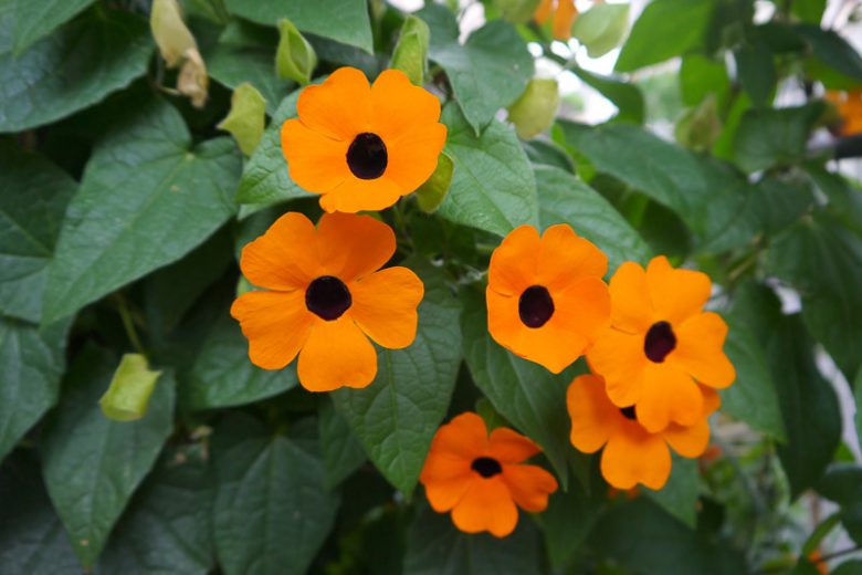 Thunbergia alata, Black-Eyed Susan Vine, Black-Eyed Susan, Black-Eyed Clock Vine,  Winged Clockvine, Orange Vine, Orange Flowers, Orange Climber, Perennial Vines