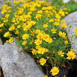 Thymophylla tenuiloba, Bristleleaf Pricklyleaf, Dahlberg Daisy, Golden Fleece, Shooting Star, Dyssodia tenuiloba, Yellow flowers