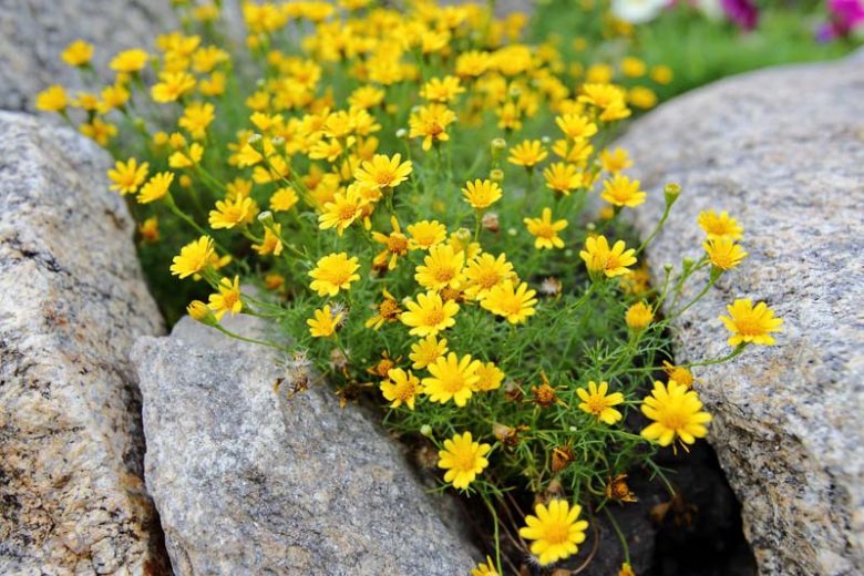 Thymophylla tenuiloba, Bristleleaf Pricklyleaf, Dahlberg Daisy, Golden Fleece, Shooting Star, Dyssodia tenuiloba, Yellow flowers