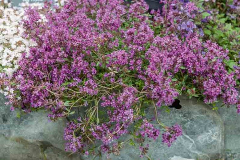 Red Creeping Thyme, Creeping Thyme, Thymus Coccineus, Wild Thyme, Red Thyme, Groundcover, seaside plant, aromatic perennial, fragrant perennial