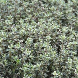 Thymus 'Silver Queen', Thyme 'Silver Queen', Lemon Thyme 'Silver Queen', Thymus citriodorus 'Silver Queen', Thymus vulgaris 'Silver Queen'