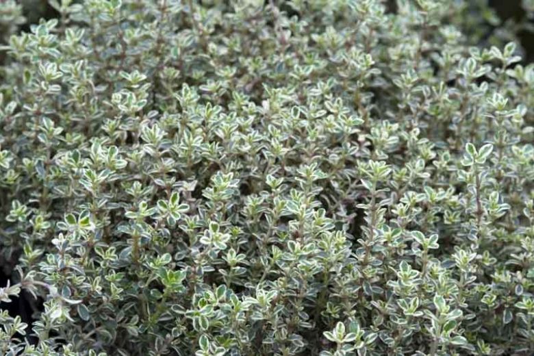 Thymus 'Silver Queen', Thyme 'Silver Queen', Lemon Thyme 'Silver Queen', Thymus citriodorus 'Silver Queen', Thymus vulgaris 'Silver Queen'
