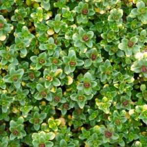 Thymus citriodorus 'Doone Valley', Lemon Thyme 'Doone Valley', Citrus Thyme 'Doone Valley', Thymus 'Doone Valley', Golden Thyme