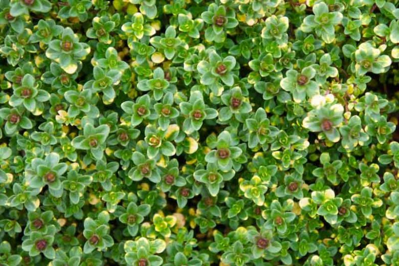 Thymus citriodorus 'Doone Valley', Lemon Thyme 'Doone Valley', Citrus Thyme 'Doone Valley', Thymus 'Doone Valley', Golden Thyme