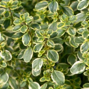 Thymus x citriodorus, Thymus citriodorus, Lemon Thyme, Citrus thyme, Drought tolerant perennial, aromatic perennial, fragrant perennial