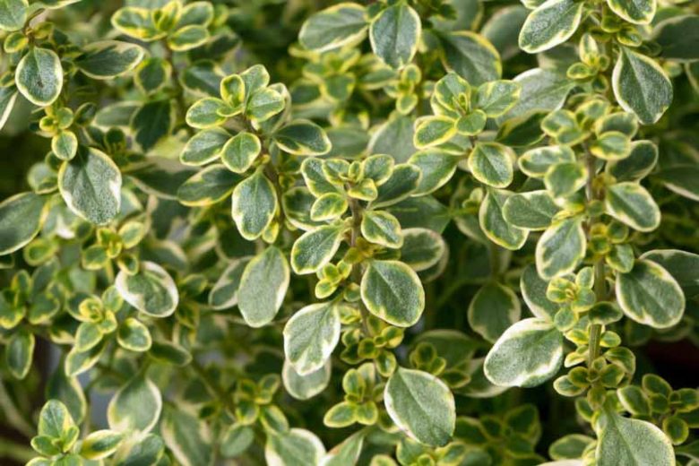 Thymus x citriodorus, Thymus citriodorus, Lemon Thyme, Citrus thyme, Drought tolerant perennial, aromatic perennial, fragrant perennial