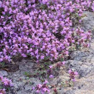 Thymus pseudolanuginosus, Woolly Thyme, Creeping Thyme, Wild Thyme, Coconut Thyme, Thymus drucei, Thymus polytrichus subsp. britannicus 'Coconut', Thymus praecox subsp. arcticus, Thymus woolly, aromatic perennial, fragrant perennial