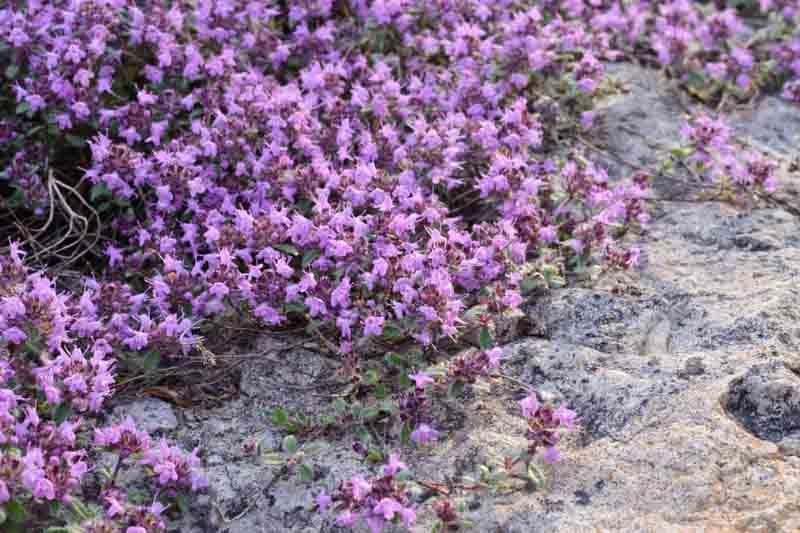 Thymus pseudolanuginosus, Woolly Thyme, Creeping Thyme, Wild Thyme, Coconut Thyme, Thymus drucei, Thymus polytrichus subsp. britannicus 'Coconut', Thymus praecox subsp. arcticus, Thymus woolly, aromatic perennial, fragrant perennial