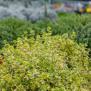 Thymus pulegioides 'Aureus', Lemon Thyme 'Aureus', Citrus Thyme 'Aureus', Golden Large Thyme, Thymus citriodorus 'Aureus', Golden Thyme