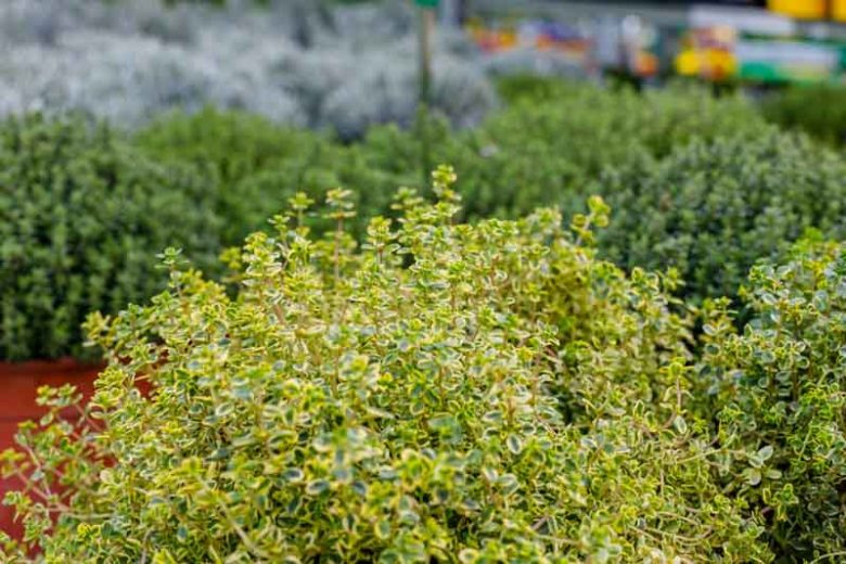 Thymus pulegioides 'Aureus', Lemon Thyme 'Aureus', Citrus Thyme 'Aureus', Golden Large Thyme, Thymus citriodorus 'Aureus', Golden Thyme
