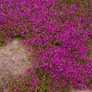 Creeping Thyme Magic Carpet, Wild Thyme Magic Carpet, Breckland Thyme Magic Carpet, Pink Thyme, Pink Groundcover, Drought tolerant perennial, seaside plant, aromatic perennial, fragrant perennial