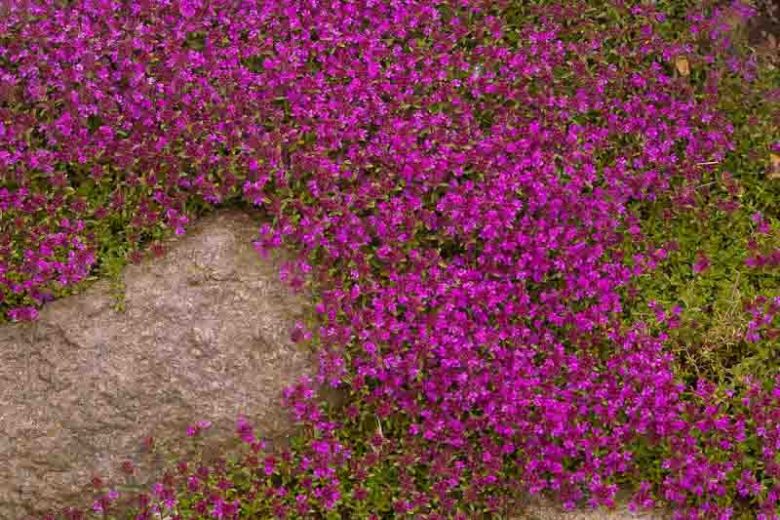 Creeping Thyme Magic Carpet, Wild Thyme Magic Carpet, Breckland Thyme Magic Carpet, Pink Thyme, Pink Groundcover, Drought tolerant perennial, seaside plant, aromatic perennial, fragrant perennial