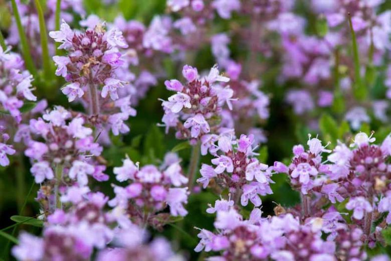 Creeping Thyme, Wild Thyme,  Breckland Thyme, Drought tolerant perennial, seaside plant, aromatic perennial, fragrant perennial