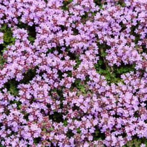 Creeping Thyme  'Elfin', Wild Thyme 'Elfin',Breckland Thyme 'Elfin', Drought tolerant perennial, seaside plant, aromatic perennial, fragrant perennial
