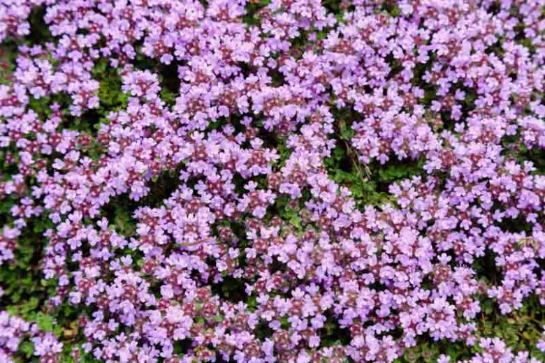 Creeping Thyme  'Elfin', Wild Thyme 'Elfin',Breckland Thyme 'Elfin', Drought tolerant perennial, seaside plant, aromatic perennial, fragrant perennial