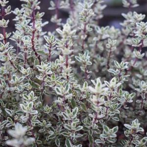 Thymus 'Silver Posie', Thyme 'Silver Posie', Garden Thyme 'Silver Posie', Pot-Herb Thyme 'Silver Posie', English Thyme 'Silver Posie', Thymus vulgaris 'Silver Posie'
