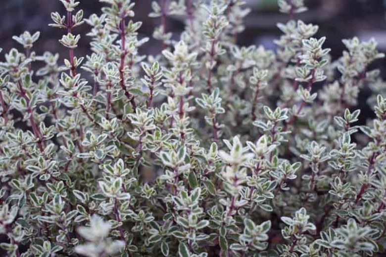 Thymus 'Silver Posie', Thyme 'Silver Posie', Garden Thyme 'Silver Posie', Pot-Herb Thyme 'Silver Posie', English Thyme 'Silver Posie', Thymus vulgaris 'Silver Posie'