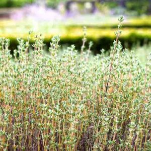 Thymus vulgaris, Common Thyme, Garden Thyme, Pot-Herb Thyme, English Thyme, Tomillo, Garden Herb, Drought tolerant perennial, aromatic perennial, fragrant perennial