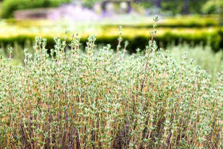 Thymus vulgaris, Common Thyme, Garden Thyme, Pot-Herb Thyme, English Thyme, Tomillo, Garden Herb, Drought tolerant perennial, aromatic perennial, fragrant perennial