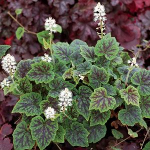 Tiarella 'Appalachian Trail', Foam Flower 'Appalachian Trail', Coolwort 'Appalachian Trail', False Mitrewort 'Appalachian Trail', White Coolwort, Shade plants, White Flowers