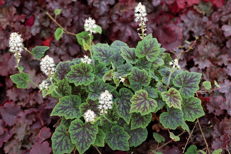 Tiarella 'Appalachian Trail', Foam Flower 'Appalachian Trail', Coolwort 'Appalachian Trail', False Mitrewort 'Appalachian Trail', White Coolwort, Shade plants, White Flowers