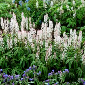 Tiarella 'Candy Striper', Foam Flower 'Candy Striper', Coolwort 'Candy Striper', False Mitrewort 'Candy Striper', White Coolwort, Shade plants, White Flowers