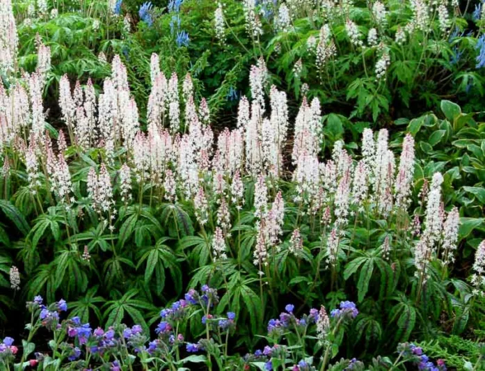 Tiarella 'Candy Striper', Foam Flower 'Candy Striper', Coolwort 'Candy Striper', False Mitrewort 'Candy Striper', White Coolwort, Shade plants, White Flowers