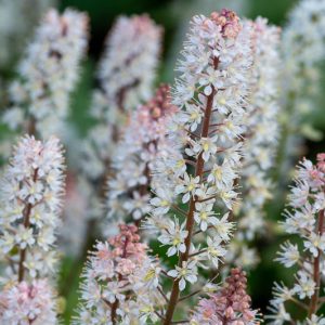 Tiarella cordifolia, Foam Flower, Coolwort, False Mitrewort, White Coolwort, Shade plants, White Flowers