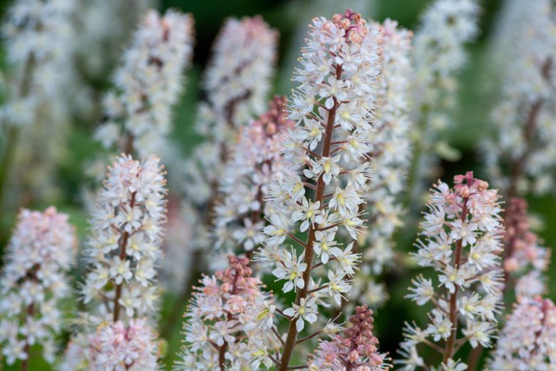 Tiarella cordifolia, Foam Flower, Coolwort, False Mitrewort, White Coolwort, Shade plants, White Flowers