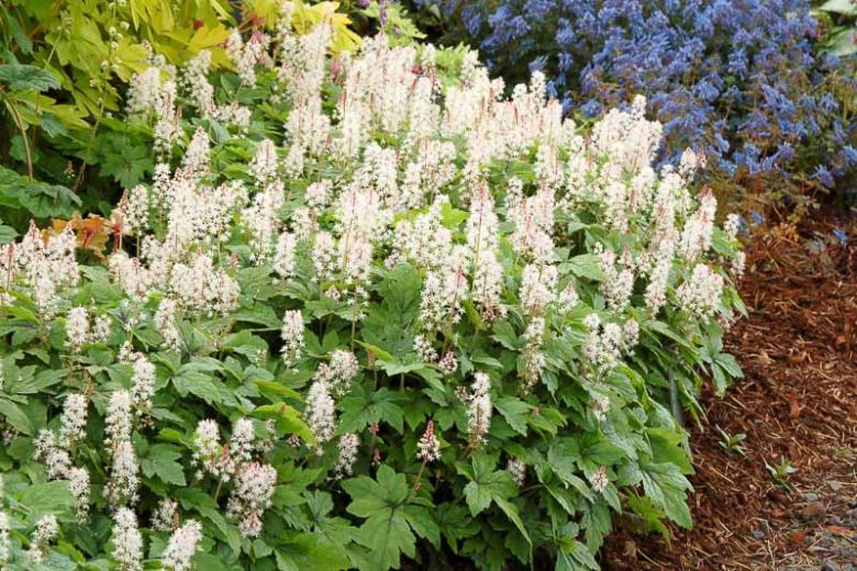 Tiarella 'Crow Feather', Foam Flower 'Crow Feather', Coolwort 'Crow Feather', False Mitrewort 'Crow Feather', White Coolwort, Shade plants, White Flowers