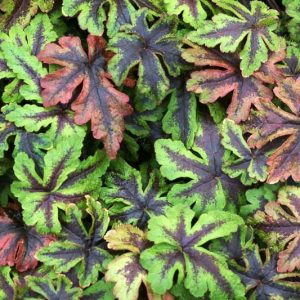 Tiarella 'Jeepers Creepers', Foam Flower 'Jeepers Creepers', Coolwort 'Jeepers Creepers', False Mitrewort 'Jeepers Creepers', White Coolwort, Shade plants, White Flowers