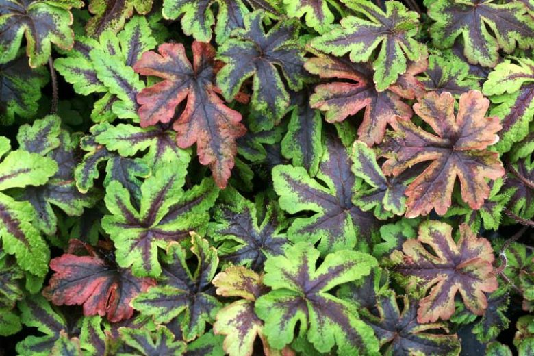 Tiarella 'Jeepers Creepers', Foam Flower 'Jeepers Creepers', Coolwort 'Jeepers Creepers', False Mitrewort 'Jeepers Creepers', White Coolwort, Shade plants, White Flowers