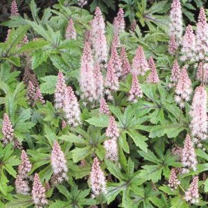 Tiarella 'Pink Skyrocket', Foam Flower 'Pink Skyrocket', Coolwort 'Pink Skyrocket', False Mitrewort 'Pink Skyrocket', White Coolwort, Shade plants, White Flowers