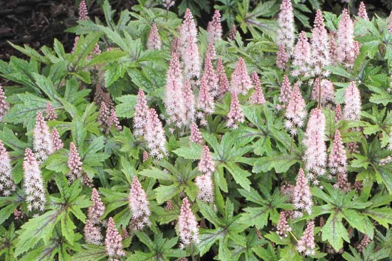 Tiarella 'Pink Skyrocket', Foam Flower 'Pink Skyrocket', Coolwort 'Pink Skyrocket', False Mitrewort 'Pink Skyrocket', White Coolwort, Shade plants, White Flowers