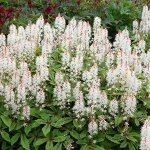 Tiarella 'Spring Symphony', Foam Flower 'Spring Symphony', Coolwort 'Spring Symphony', False Mitrewort 'Spring Symphony', White Coolwort, Shade plants, White Flowers