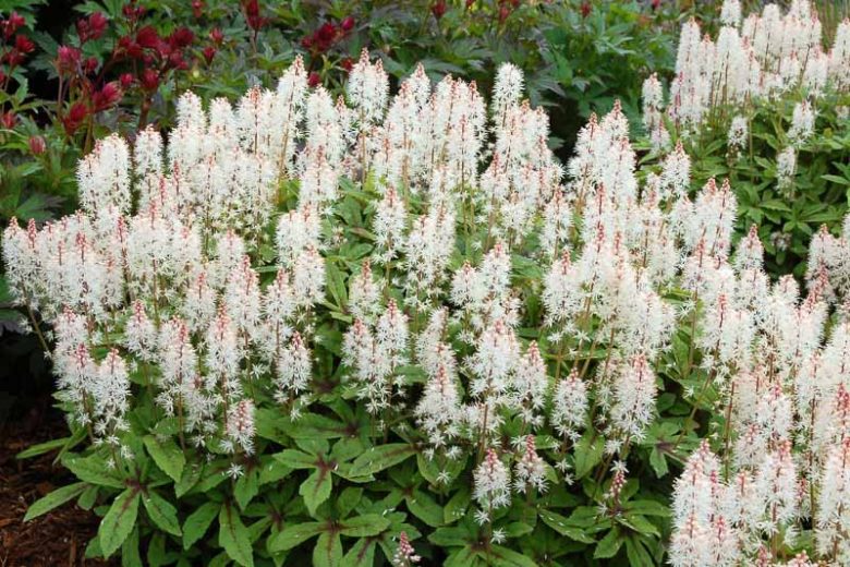 Tiarella 'Spring Symphony', Foam Flower 'Spring Symphony', Coolwort 'Spring Symphony', False Mitrewort 'Spring Symphony', White Coolwort, Shade plants, White Flowers