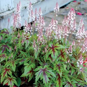 Tiarella 'Sugar and Spice', Foam Flower 'Sugar and Spice', Coolwort 'Sugar and Spice', False Mitrewort 'Sugar and Spice', White Coolwort, Shade plants, White Flowers
