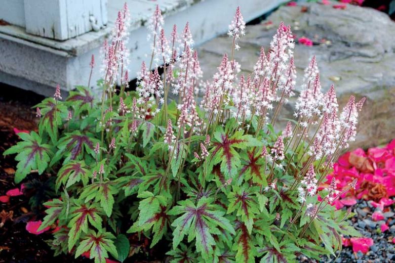 Tiarella 'Sugar and Spice', Foam Flower 'Sugar and Spice', Coolwort 'Sugar and Spice', False Mitrewort 'Sugar and Spice', White Coolwort, Shade plants, White Flowers
