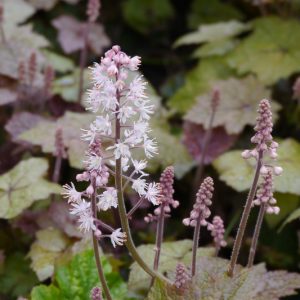 Tiarella wherryi, Wherry's Foam Flower, Tiarella collina, Tiarella cordifolia var. collina, Shade plants, White Flowers
