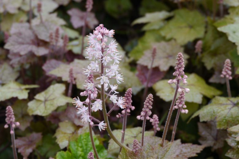 Tiarella wherryi, Wherry's Foam Flower, Tiarella collina, Tiarella cordifolia var. collina, Shade plants, White Flowers