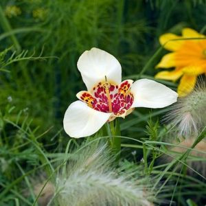 Tigridia pavonia 'Alba', Peacock Flower 'Alba', Tiger Flower 'Alba', Jockey's Cap Lily 'Alba', Mexican Shell Flower 'Alba', White flowers, Exotic flowers