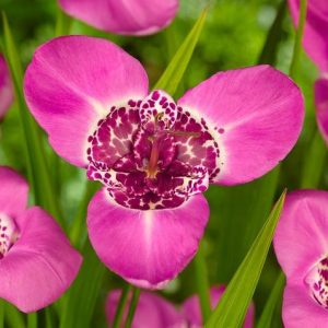 Tigridia pavonia 'Lilacea', Peacock Flower 'Lilacea', Tiger Flower 'Lilacea', Jockey's Cap Lily 'Lilacea', Mexican Shell Flower 'Lilacea', Purple flowers, Exotic flowers