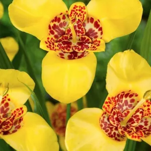 Tigridia pavonia 'Aurea', Peacock Flower 'Aurea', Tiger Flower 'Aurea', Jockey's Cap Lily 'Aurea', Mexican Shell Flower 'Aurea', Yellow flowers, Exotic flowers